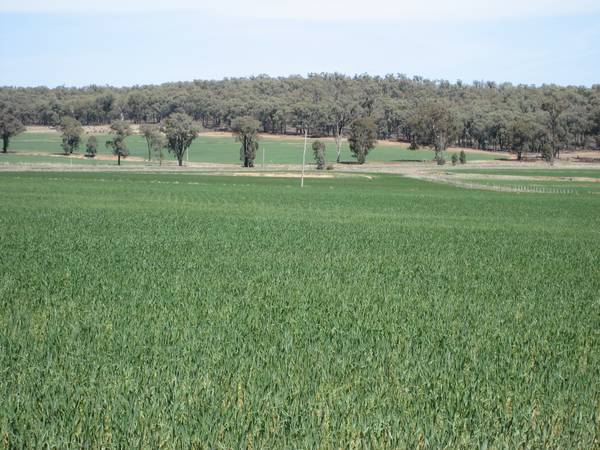 Newgrove 562ha - 1388ac Picture 3