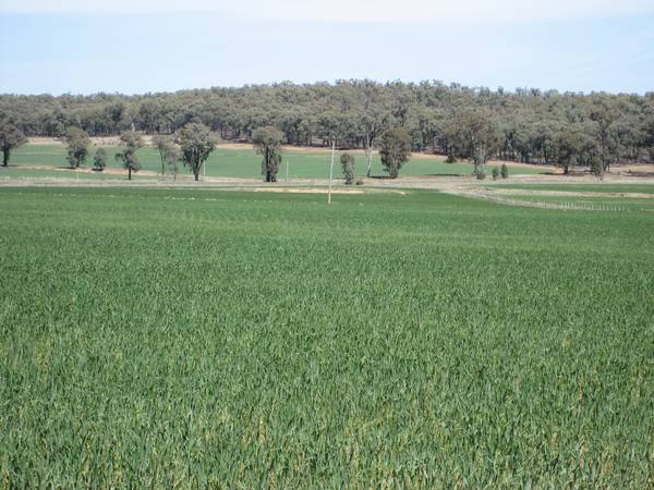 Newgrove 562ha - 1388ac Picture 3