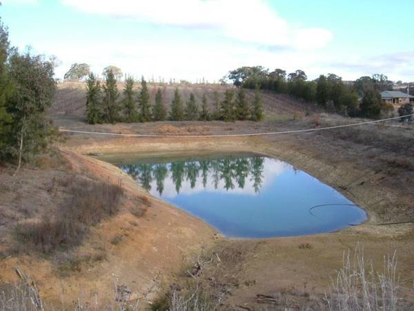 Viable Plum/Cherry Orchard Picture 2