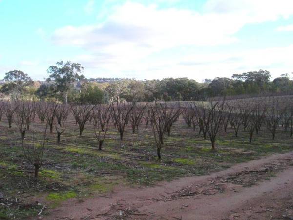 Viable Plum/Cherry Orchard Picture 3