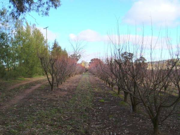 Viable Plum/Cherry Orchard Picture 1