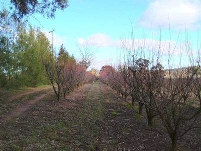Viable Plum/Cherry Orchard Picture