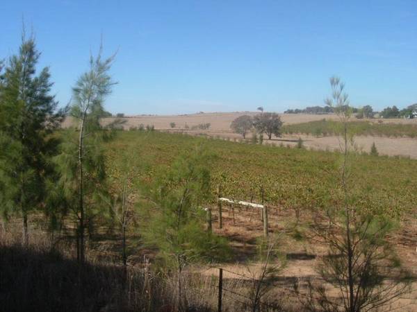 Vineyard Special Picture 2