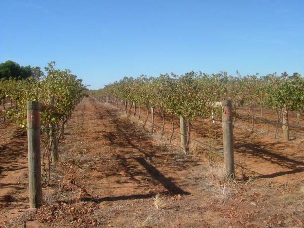 Vineyard Special Picture 3