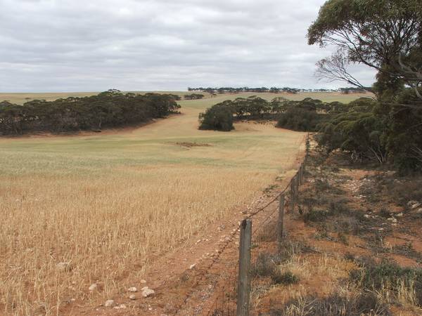 Farm, Graze or Just Have Fun!! 250 Acres at Mannum Picture