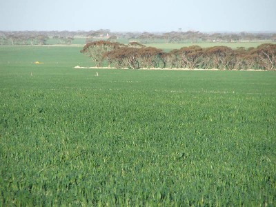 Strong Farming & Grazing Country Picture