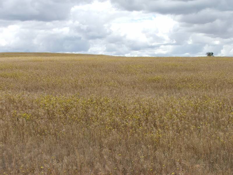 ENDLESS OPPORTUNITIES - DEVELOP, RENOVATE, BUILD, FARM, OR JUST ENJOY Picture 3