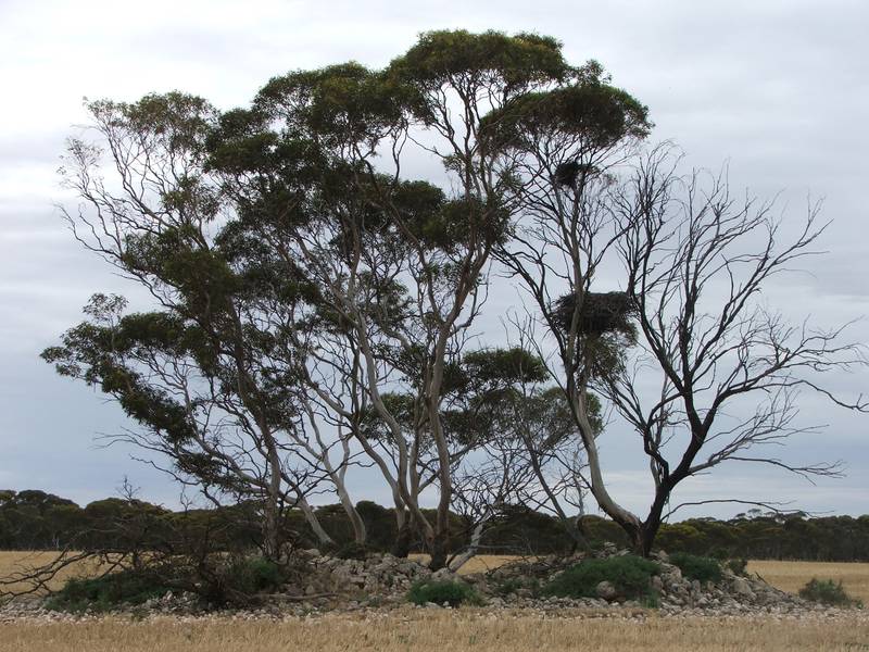 Farm, Graze, Bushwalk & Enjoy! Picture 2