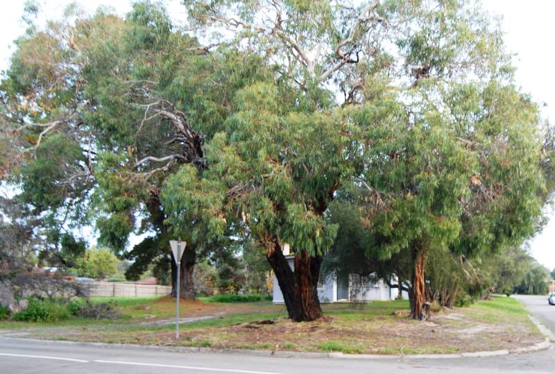 LARGE DEVELOPMENT SITE Picture 3