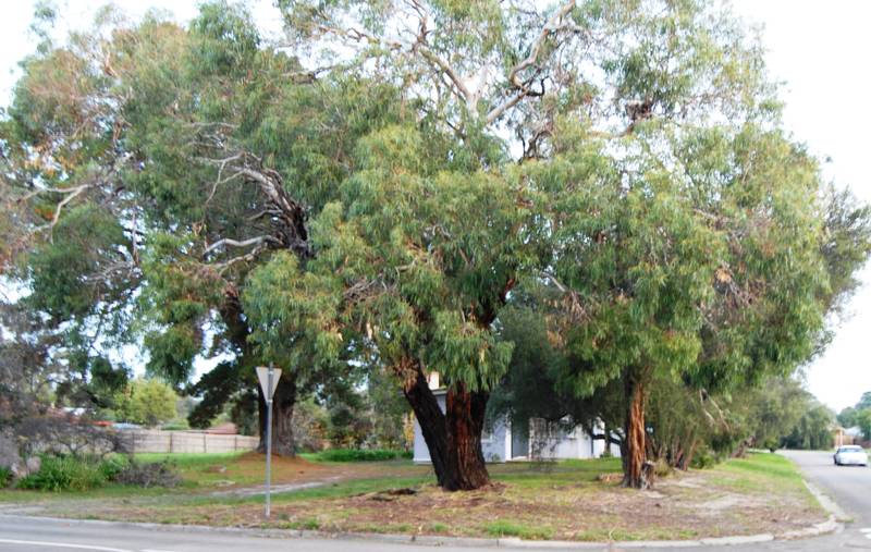 LARGE DEVELOPMENT SITE Picture 2