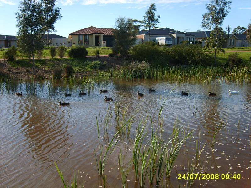 COME AND FEED THE DUCKS! OPEN TUES 20TH OCT, 5.00-5.20PM Picture 2