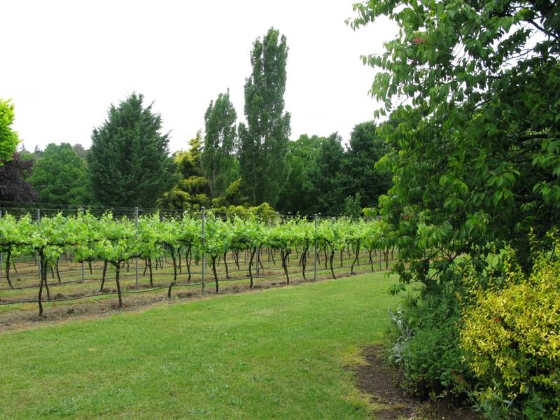 SURPRISE ON TOWN EDGE Picture 3