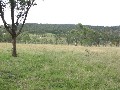 PRIME RURAL LIFESTYLE BLOCK Picture