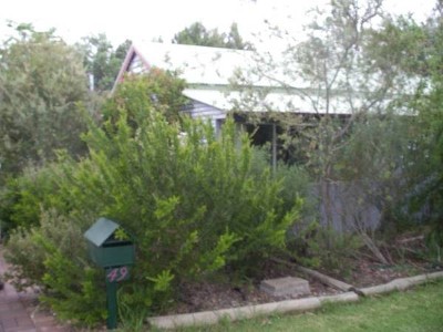 LEAFY OUTLOOK Picture