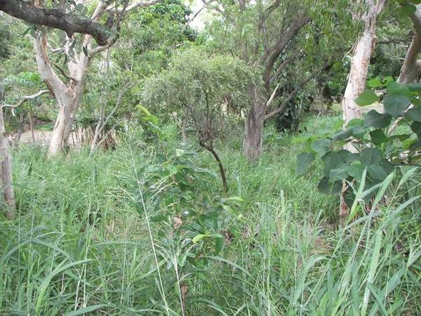 Large Lot with Creek Backdrop! Picture 2