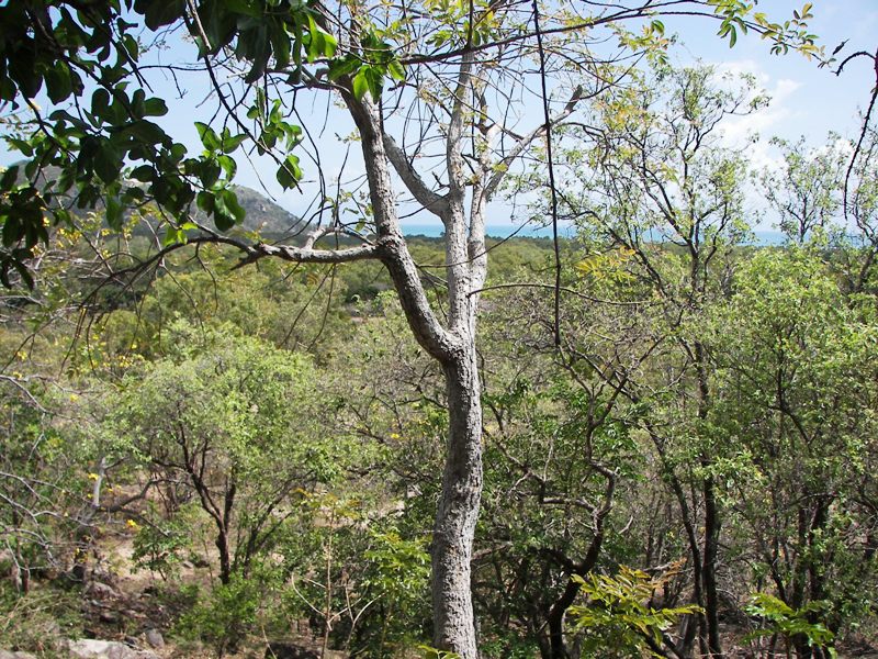 VIEWS OVER HORSESHOE BAY TO DUNK AND HINCHINBROOK IS. Picture 3