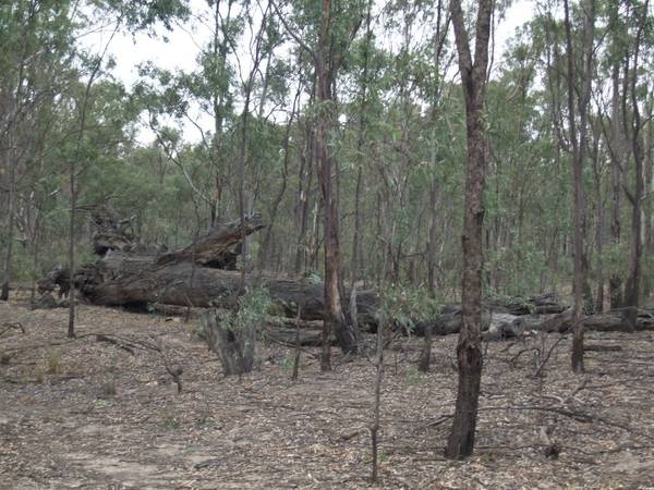 Murray River Picture 1