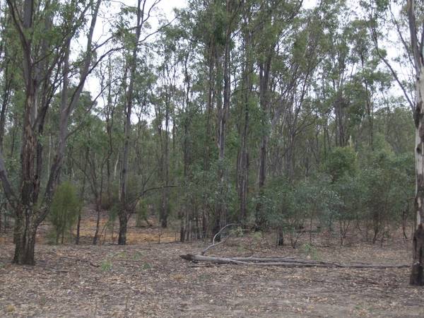 Murray River Picture 2