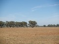Farmlet Block Picture