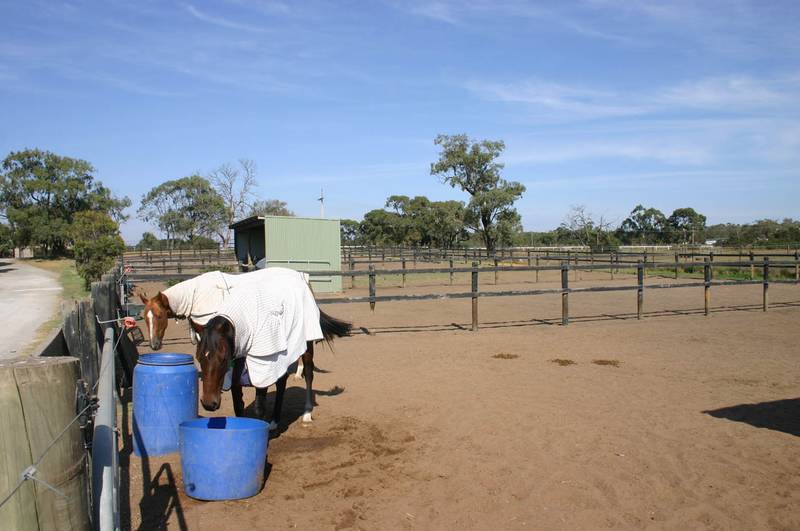 HORSE TRAINERS & OWNERS TAKE NOTE Picture 2