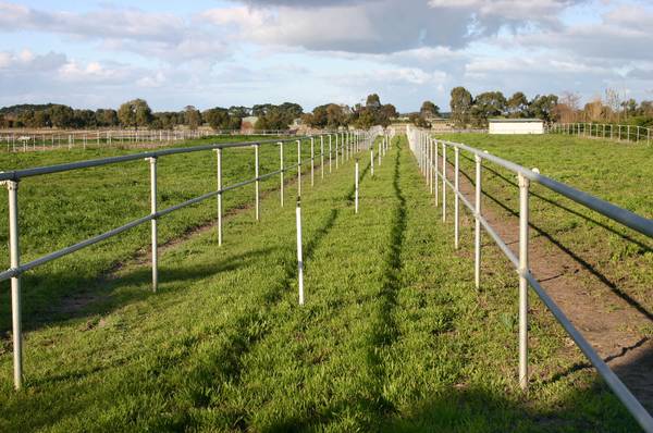 THOROUGHBRED TRAINING PROPERTY - 50 ACRES Picture 3