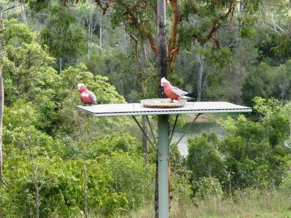 50 ACRES & RIVERS OF GOLD Picture 3