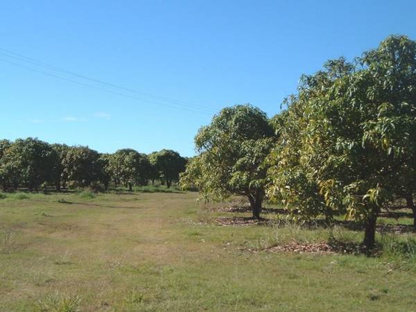 Clean Up This Orchard and Reap Good Pickings! Picture 1
