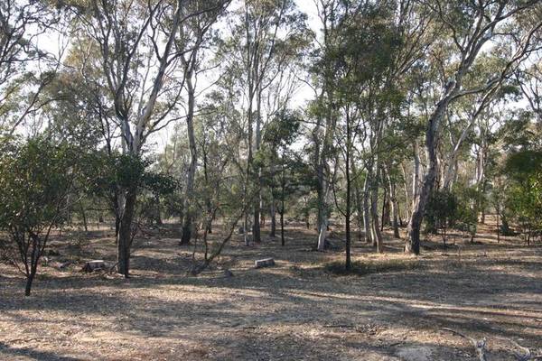 20 Acre Bush Block - Edge of Town Picture 3