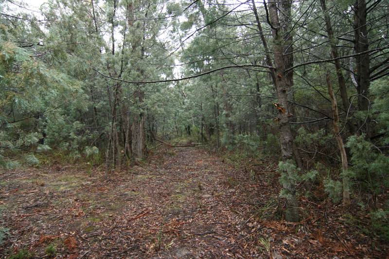 Halls Gap Bushland Block - One Acre Picture 2