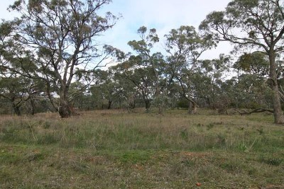3-5 ACRES OF BUSHLAND Picture