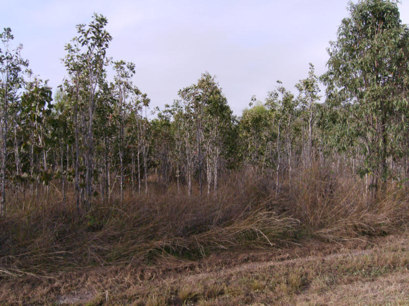 2 X 5 acre BLOCKS AT MIDGE POINT REDUCED $30,000 Picture 3