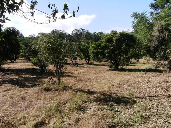5 ACRES WITH OVER
200
MATURE FRUIT TREES Picture 3