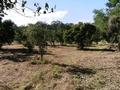 5 ACRES WITH OVER
200
MATURE FRUIT TREES Picture 5 ACRES WITH OVER
200
MATURE FRUIT TREES Picture
