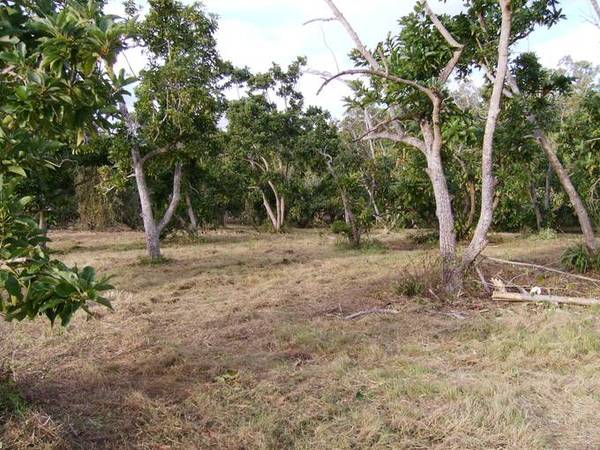 5 ACRES WITH OVER
200
MATURE FRUIT TREES Picture 1