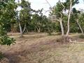 5 ACRES WITH OVER
200
MATURE FRUIT TREES Picture