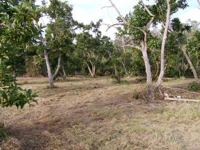 5 ACRES WITH OVER
200
MATURE FRUIT TREES Picture