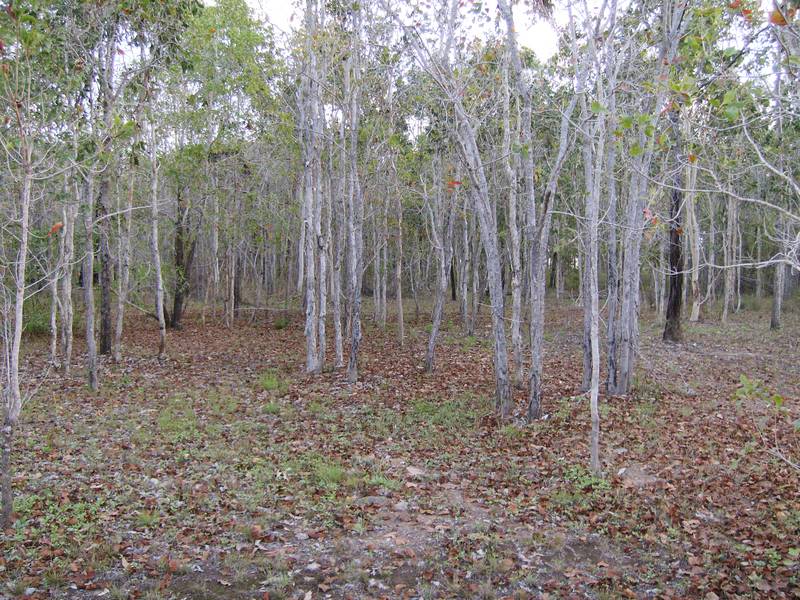 3.02 ACRES LESS THAN 100MTS FROM OCEAN REDUCED FOR QUICK SALE Picture 2