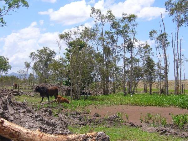 150 ACRES USEABLE LAND Picture 1