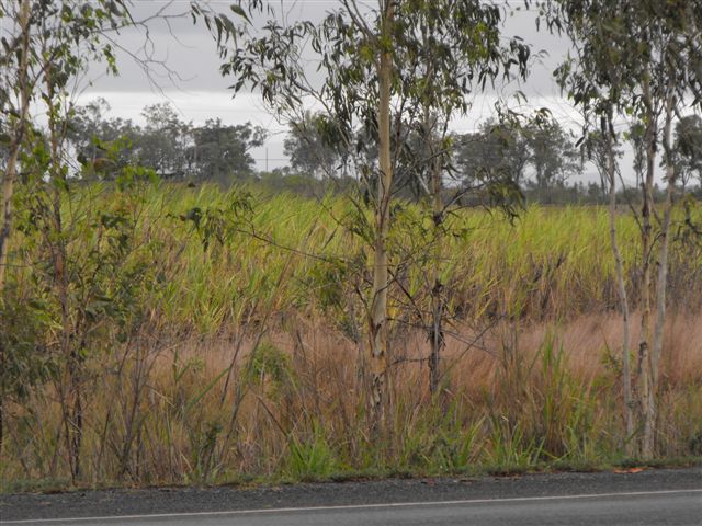 GIBSONS CREEK Lot 6 Bruce Highway Picture 1