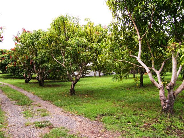 2 BEDROOM HOME ON 5.95 ACRES, IN THE WHITSUNDAYS Picture 2