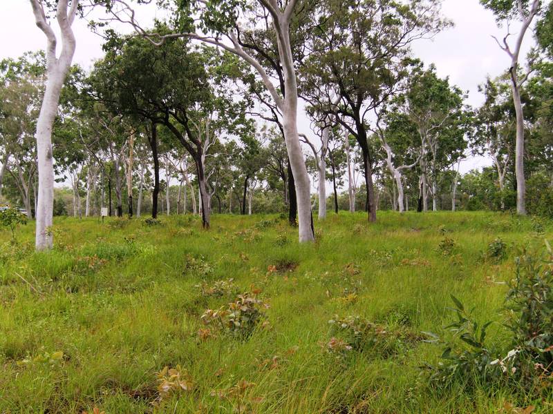 5 ACRES CLOSE TO LOCAL TAVERN AND BEACH Picture 3