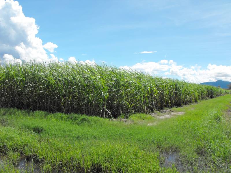 CRYSTALBROOK IRRIGATION FARM PROSERPINE Picture 1