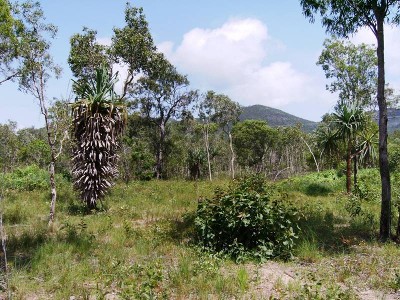 REDUCED $10,000 5 ACRES NEAR THE BEACH!! Picture