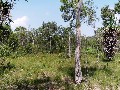 REDUCED $10,000 5 ACRES NEAR THE BEACH!! Picture