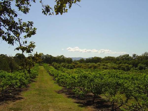 Keppel Orchards Picture 1