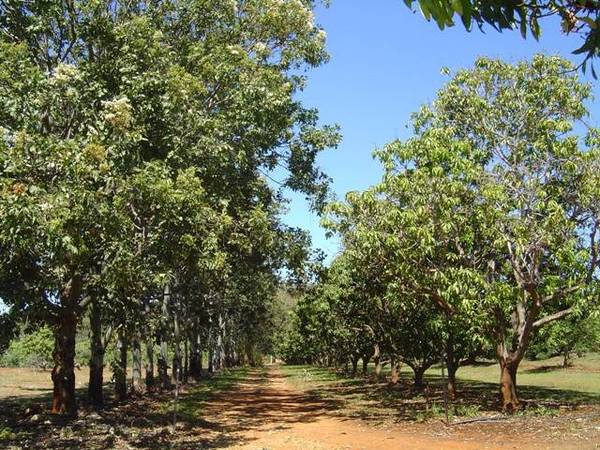 Keppel Orchards Picture 2