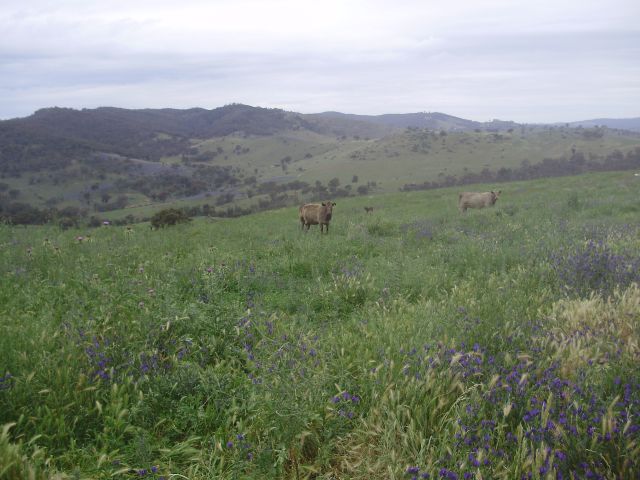 A RIVER RUNS THROUGH IT Picture 3