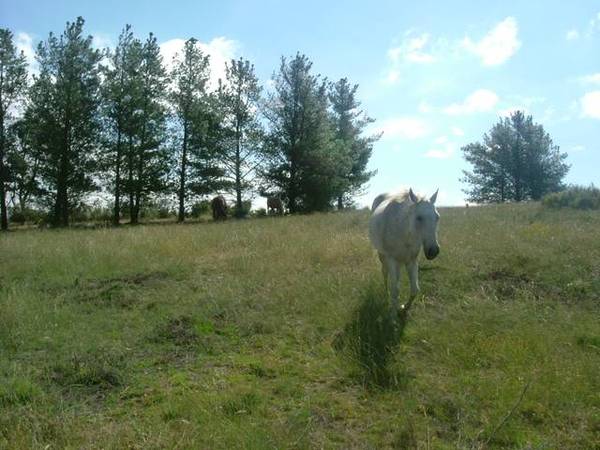 BE QUICK NEARING EXTINCTION ! Picture