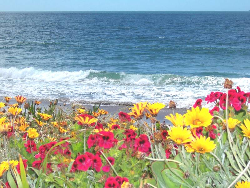 SURF, SAND & SEAGULLS Picture SURF, SAND & SEAGULLS Picture