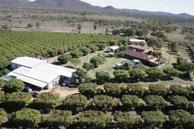 80 Acres ~ Woling Mango and Avocado Orchid Picture 1